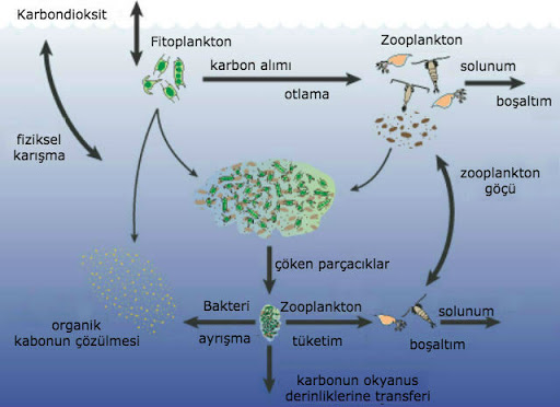 ekosistem-1.jpg