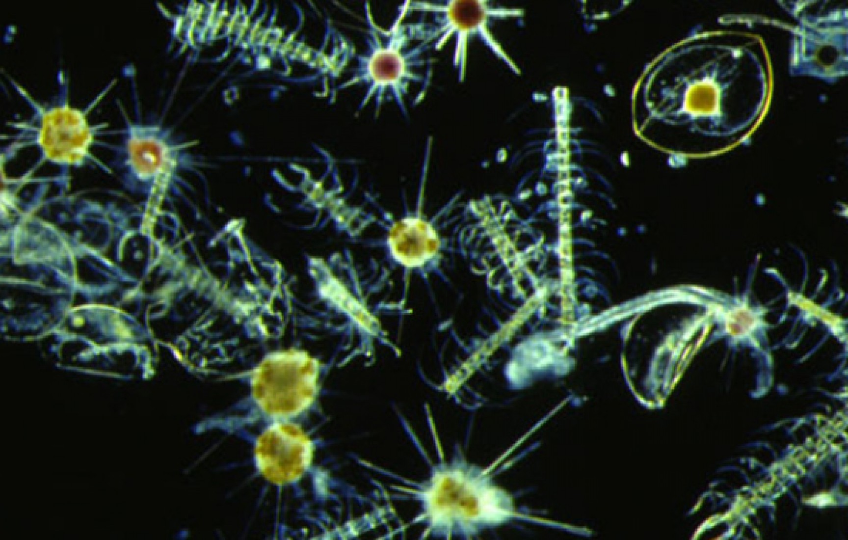 Фитопланктон зоопланктон пищевая. Кокколитрофы фитопланктон. Фитопланктон это продуцент. Фитопланктон определитель. Бактериопланктон.