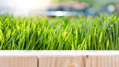 Buğday Çimi Nedir?