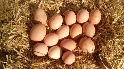 Gezen Tavuk Yumurtası Nedir? Faydaları Nelerdir?