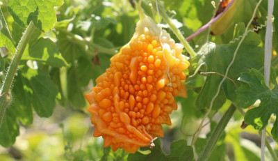 Kudret Narı Nedir? Ne İşe Yarar?