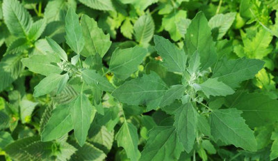 Sirken Otu Nedir? Sirken Otunun Faydaları Nelerdir?