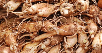 Ginseng (Cinseng) Nedir? Ginseng Faydaları Nelerdir?