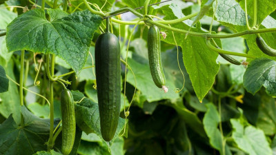 Salatalık Kilo Yapar mı?