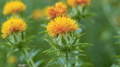 Aspir Yağının İnanılmaz Faydaları