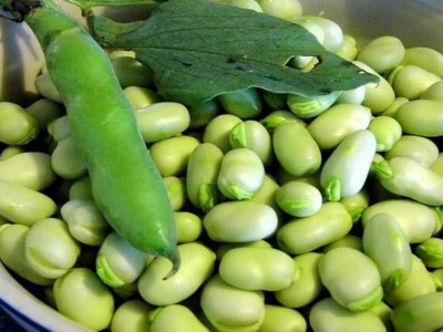 Baklanın Faydaları Nelerdir?