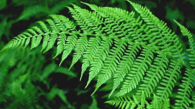 Eğrelti Otu Nedir? Nasıl Kullanılır? Faydaları ve Zararları Nelerdir?