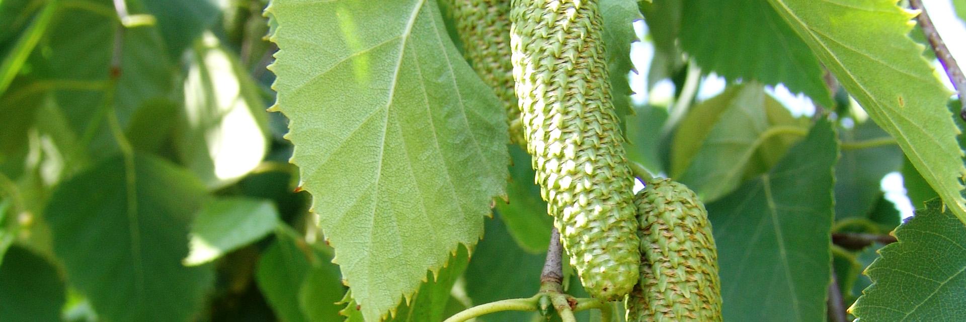 Huş Ağacı Esansiyel Yağının Faydaları Nelerdir? - Bitkisel | Fit Olsam