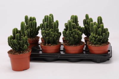 Kaktüsün Sağlık Açısından Faydaları Nelerdir?