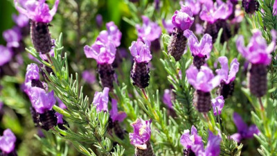 Karabaş Otunun Faydaları Nelerdir?