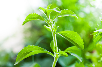 Stevia (Şeker Otu) nedir? Stevia Bitkisinin Faydaları Nelerdir?