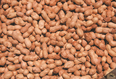 Yer Fıstığı Nedir? Faydaları Nelerdir?