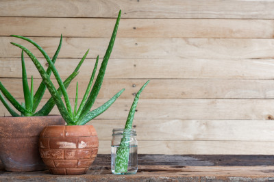 Aloe Vera Nedir? Aloe Vera Faydaları Nelerdir?