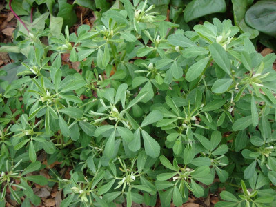 Çemen Otu Nedir? Faydaları Nelerdir?