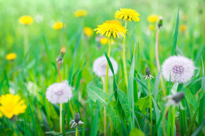 Karahindiba Otu Nedir? Karahindiba Nasıl Tüketilir?