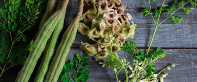 Moringa Çayı Nedir? Faydaları Nelerdir?