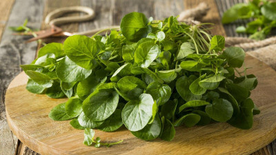 Tere Nedir? Terenin Faydaları Nelerdir?