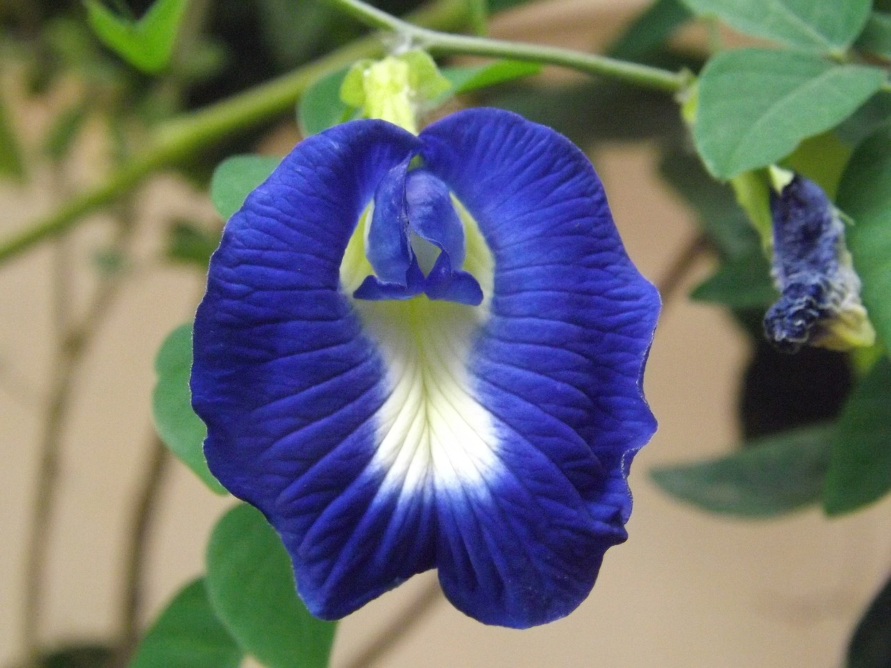 butterfly-pea-545016-1280.jpg