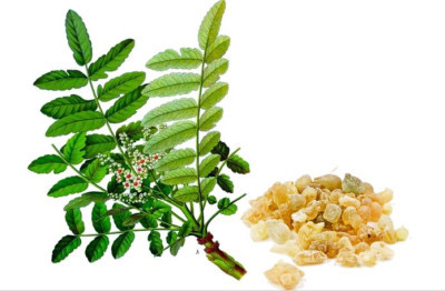 Boswellia (Akgünlük Bitkisi) nedir?
